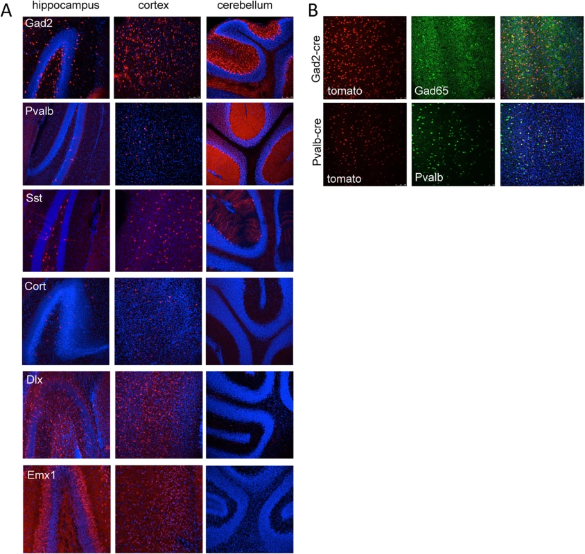 Tomato reporter expression in brain sections from gene specific cre strains.