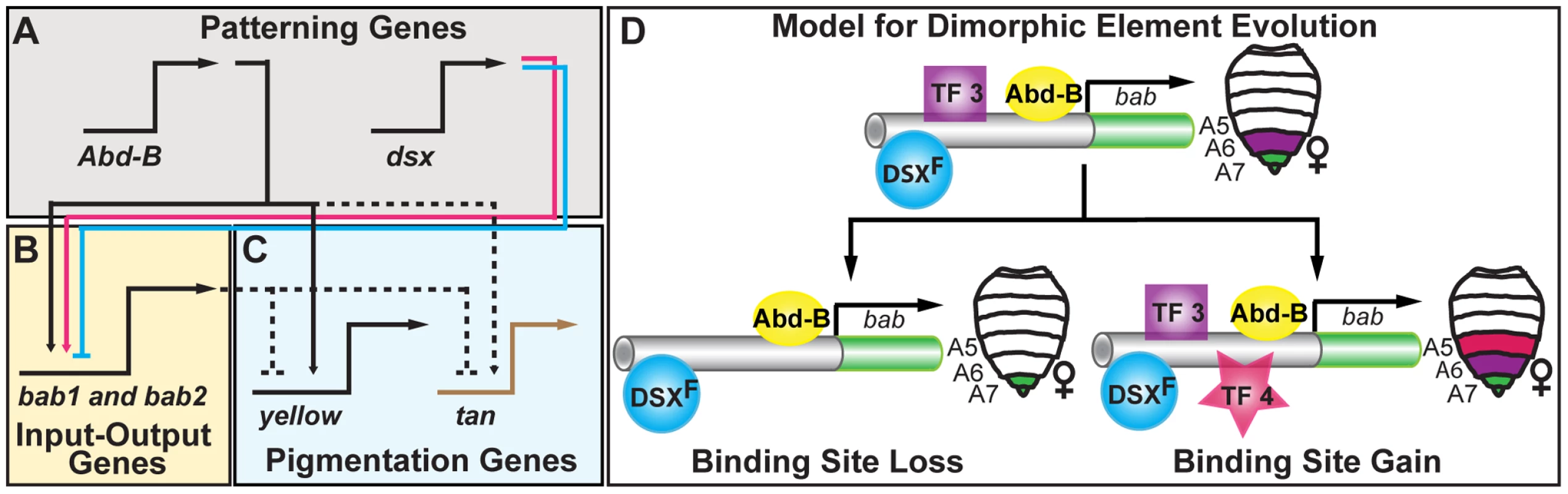 Pigmentation gene network model and the evolution of an ancestral CRE regulatory logic.