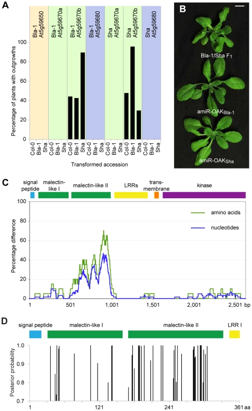 Identification of At5g59670b homologs as sufficient and necessary for outgrowths.