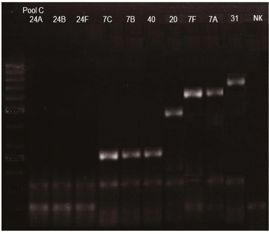 mPCR pool C
Dráha 1: 50bp DNA Ladder
Dráha 2: <i>S. pneumoniae</i> sérotyp 24A (99bp)
Dráha 3: <i>S. pneumoniae</i>  sérotyp 24B (99bp)
Dráha 4: <i>S. pneumoniae</i>  sérotyp 24F (99bp)
Dráha 5: <i>S. pneumoniae</i>  sérotyp 7C (260bp)
Dráha 6: <i>S. pneumoniae</i>  sérotyp 7B (260bp)
Dráha 7: <i>S. pneumoniae</i>sérotyp 40 (260bp)
Dráha 8: <i>S. pneumoniae</i> sérotyp 20 (514bp)
Dráha 9: <i>S. pneumoniae</i> sérotyp 7A (599bp)
Dráha 10: <i>S. pneumoniae</i> sérotyp 7F (599bp)
Dráha 11: <i>S. pneumoniae</i> sérotyp 31 (701bp)
Dráha 12: negativní kontrola
Dráha 2–11: pozitivní produkt cpsA (160bp)<br>
Fig. 3. mPCR pool C
Lane 1: 50bp DNA Ladder
Lane 2: <i>S. pneumoniae</i> serotype 24A (99bp)
Lane 3: <i>S. pneumoniae</i> serotype 24B (99bp)
Lane 4: S<i>S. pneumoniae</i> serotype 24F (99bp)
Lane 5: <i>S. pneumoniae</i> serotype 7C (260bp)
Lane 6: <i>S. pneumoniae</i> serotype 7B (260bp)
Lane 7: <i>S. pneumoniae</i> serotype 40 (260bp)
Lane 8: <i>S. pneumoniae</i> serotype 20 (514bp)
Lane 9: <i>S. pneumoniae</i> serotype 7A (599bp)
Lane 10: <i>S. pneumoniae</i> serotype 7F (599bp)
Lane 11: <i>S. pneumoniae</i> serotype 31 (701bp)
Lane 12: negative control
Lanes 2–11: positive product cpsA (160bp)