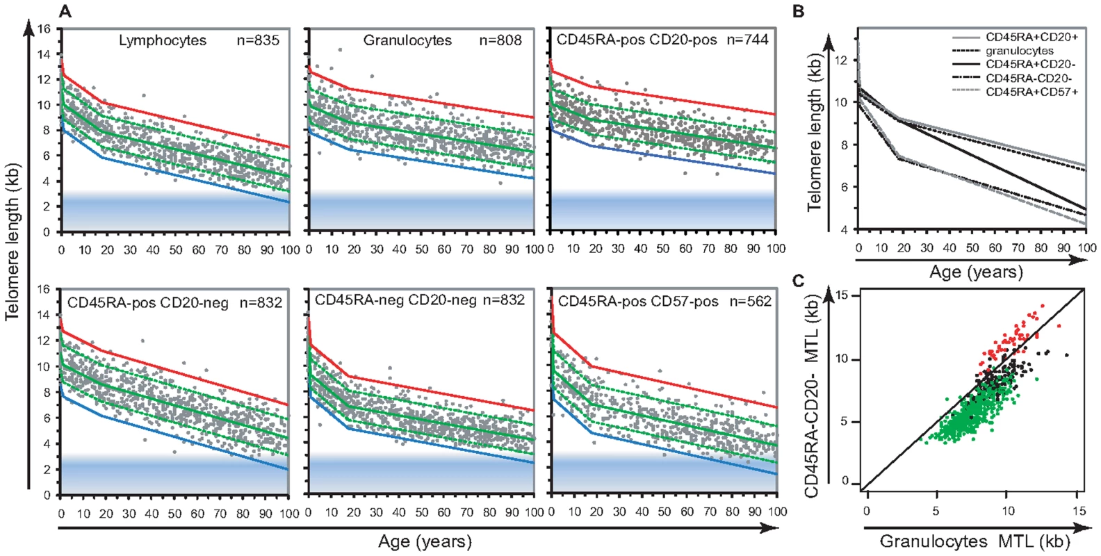 Cell type–specific differences in the range and attrition rate of leukocyte telomere length.