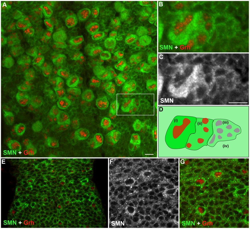 SMN is enriched in the postembryonic neuroblast (pNB) and forms a gradient in the developing neurons.
