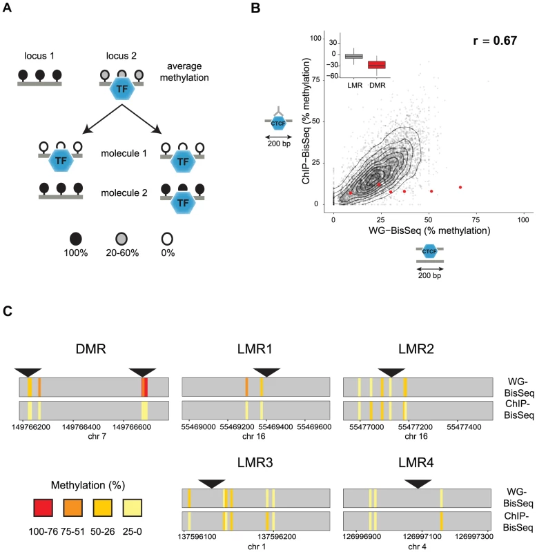 Relation between CTCF occupancy and methylation states in CpG poor regions.