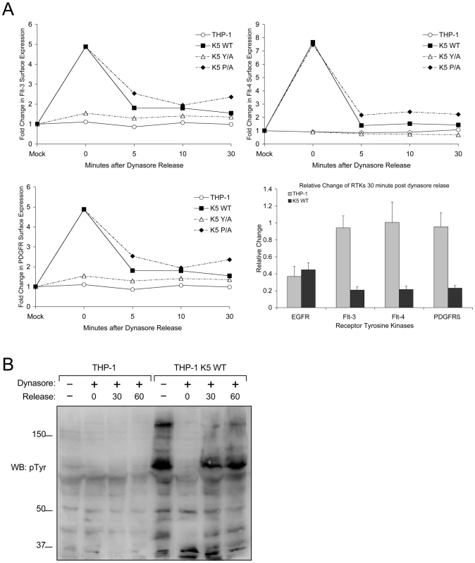 K5 mediates rapid internalization of RTKs from the surface leading to increased signaling.