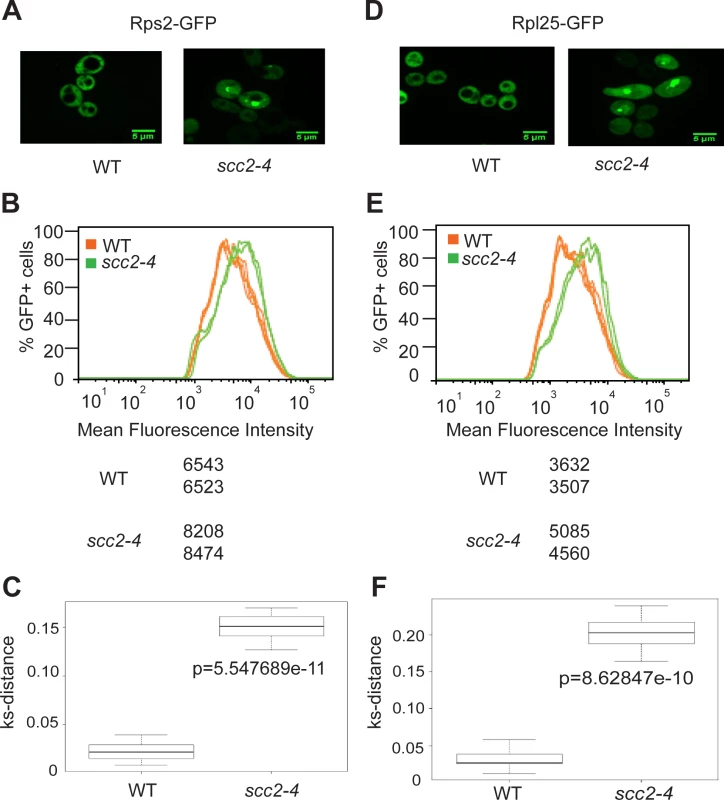 Ribosome protein distribution is compromised in the <i>scc2-4</i> mutant.