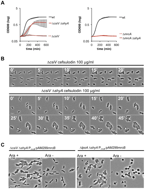 The absence of the endopeptidase ShyA enables PBP1B-independent growth of CsiV-deficient <i>V. cholerae</i>.