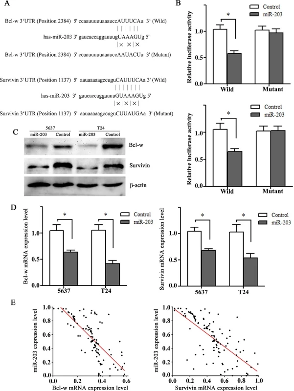 Bcl-w and Survivin are direct downstreamtargets of miR-203. (A) Illustration of the predicted miR-203 targeting sites in 3’UTR regions of Bcl-w and Survivin. (B) Dual-Luciferase activity assay was performed in HEK293T cells co-transfected with control/ miR-203 and pmiR-REPORT vectors with wildtype/mutant 30-UTR of Bcl-w (above) and Survivin (below). *P<0.01, t test, n = 6. (C) Western blots showing downregulation of Bcl-w and Survivin proteins after transfection of miR-203 mimics in 5637 and T24 cell lines. β-actin was used as a control. (D) RT-qPCR showing downregulation of Bcl-w and Survivin mRNAs after transfection of miR-203 mimics in 5637 and T24 cell lines. *P<0.01, t test, n = 6. (E) Spearman’s correlation analysis showing a significant inverse association between miR-203 and Bcl-w mRNA or Survivin mRNA expression in bladder cancer tissues(r = -0.781, -0.740, both at P<0.001).