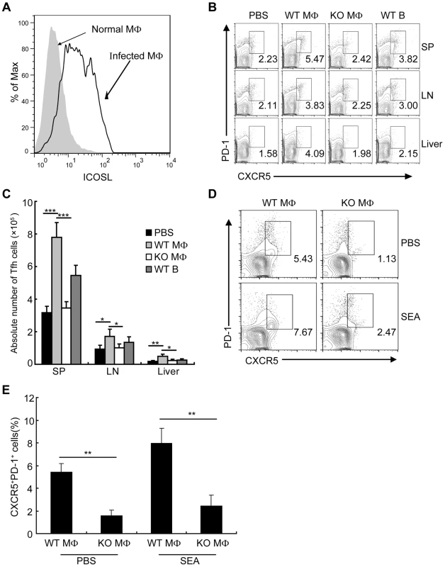 Macrophages drive Tfh-cell development dependent on ICOSL signaling.