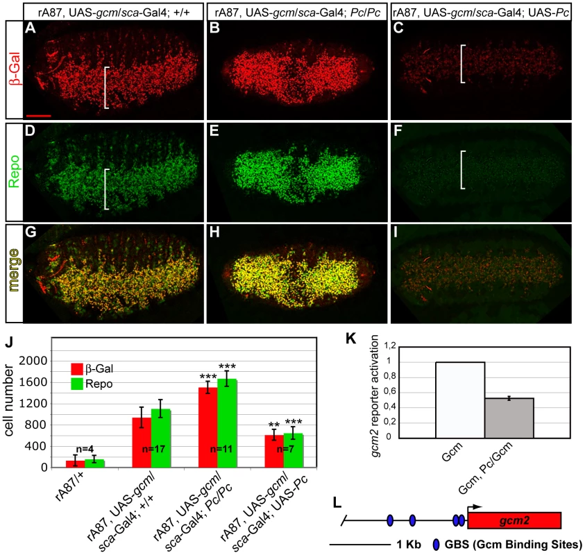 <i>Pc</i> inhibits <i>gcm</i> autoregulation and glial differentiation.