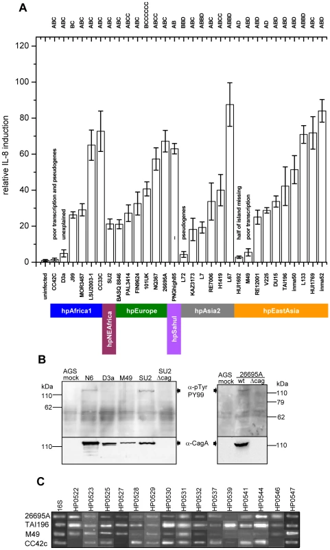 Variability of Cag t4ss function in <i>H. pylori</i> strains from different biogeographic populations.
