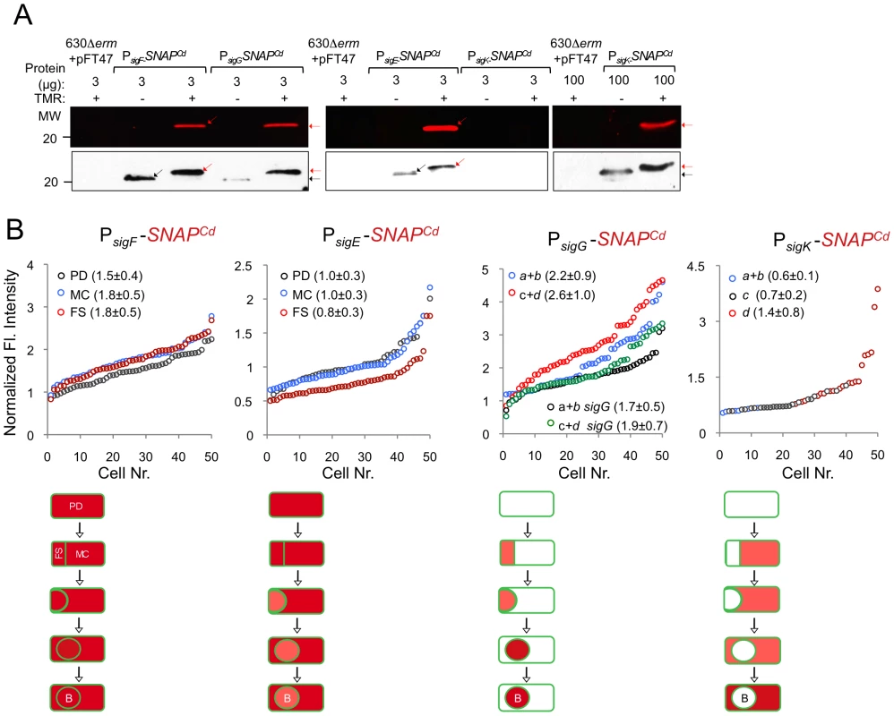 Quantitative analysis of <i>sigF</i>, <i>sigE</i>, <i>sigG</i> and <i>sigK</i> expression during sporulation.