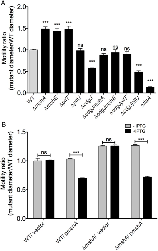 Mutations in <i>mshA</i>, <i>mshE</i>, and <i>pilT</i> increase motility.