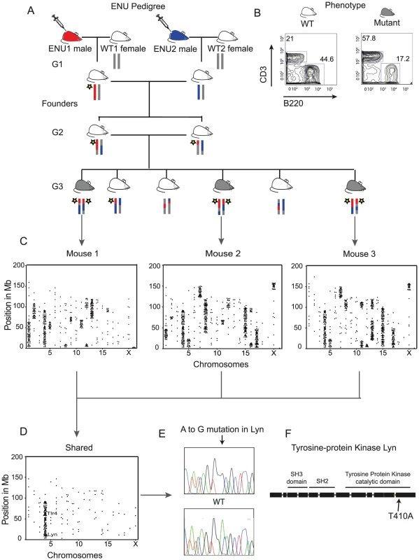Whole-Genome Sequencing Identifies the IBD Homozygous Region and Causative ENU Mutation.