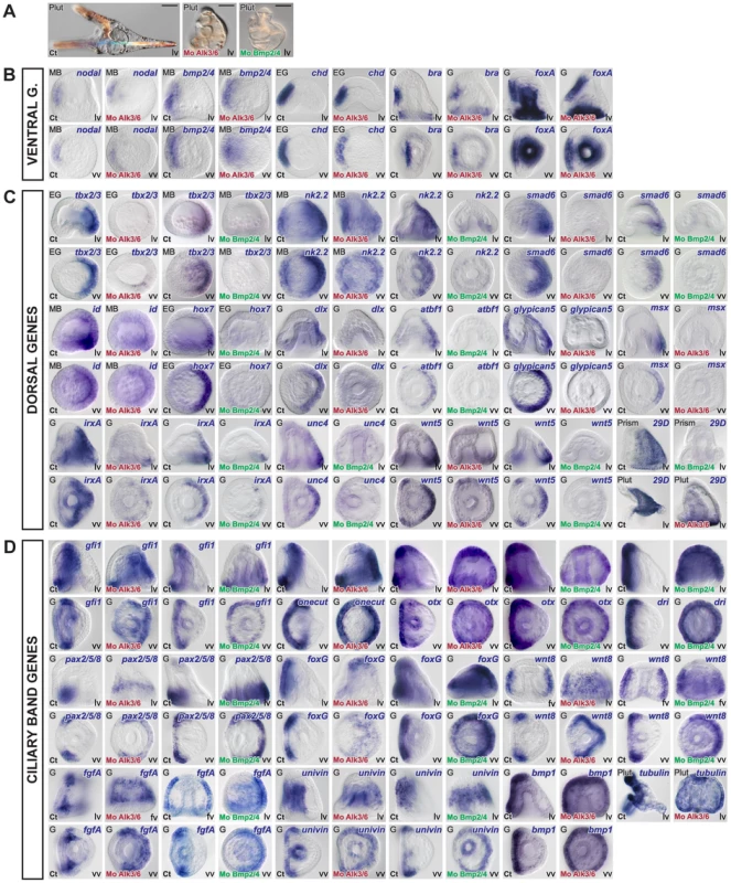 Blocking BMP2/4 or Alk3/6 signaling strongly downregulates the expression of dorsal genes and causes massive ectopic expression of ciliary band marker genes on the dorsal side.