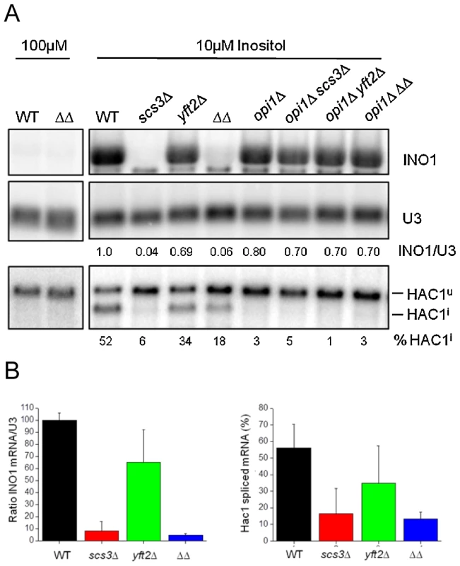 <i>SCS3</i> and <i>YFT2</i> gene-deletion strains are defective in the transcriptional response to low inositol.