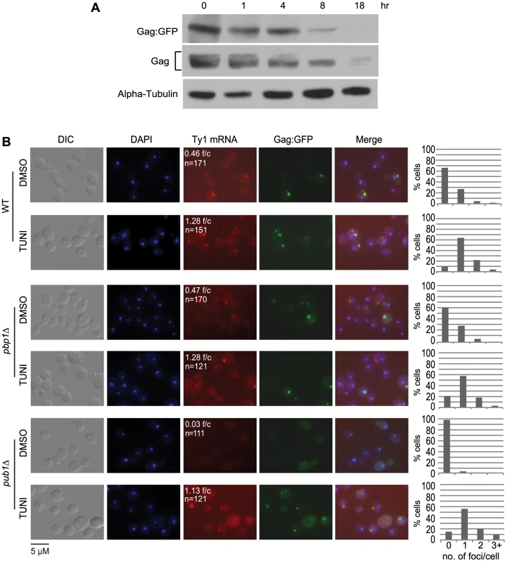 The prevalence of Ty1 retrosomes increases when ER translocation is blocked with tunicamycin.
