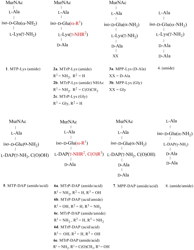 Structures of synthetic muropeptides used in the binding and phenotypic assays.