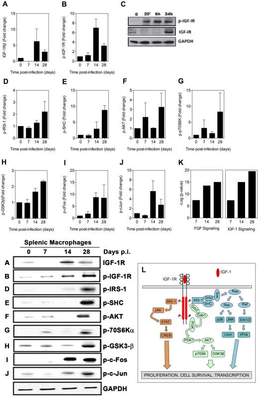 Activation of signaling proteins in the IGF-1R canonical pathway in splenic macrophages from hamsters with VL.