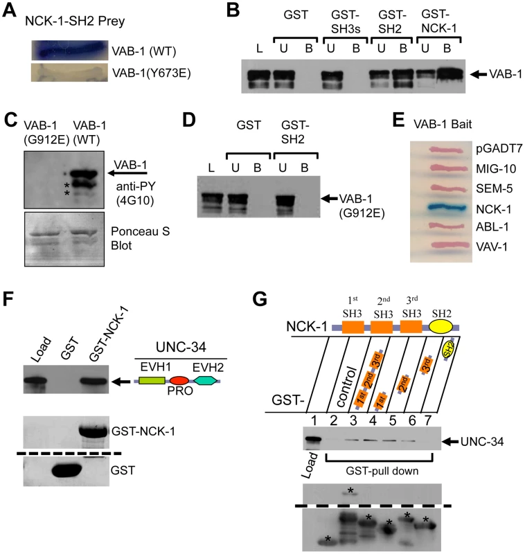 NCK-1 physically interacts with VAB-1 and UNC-34.