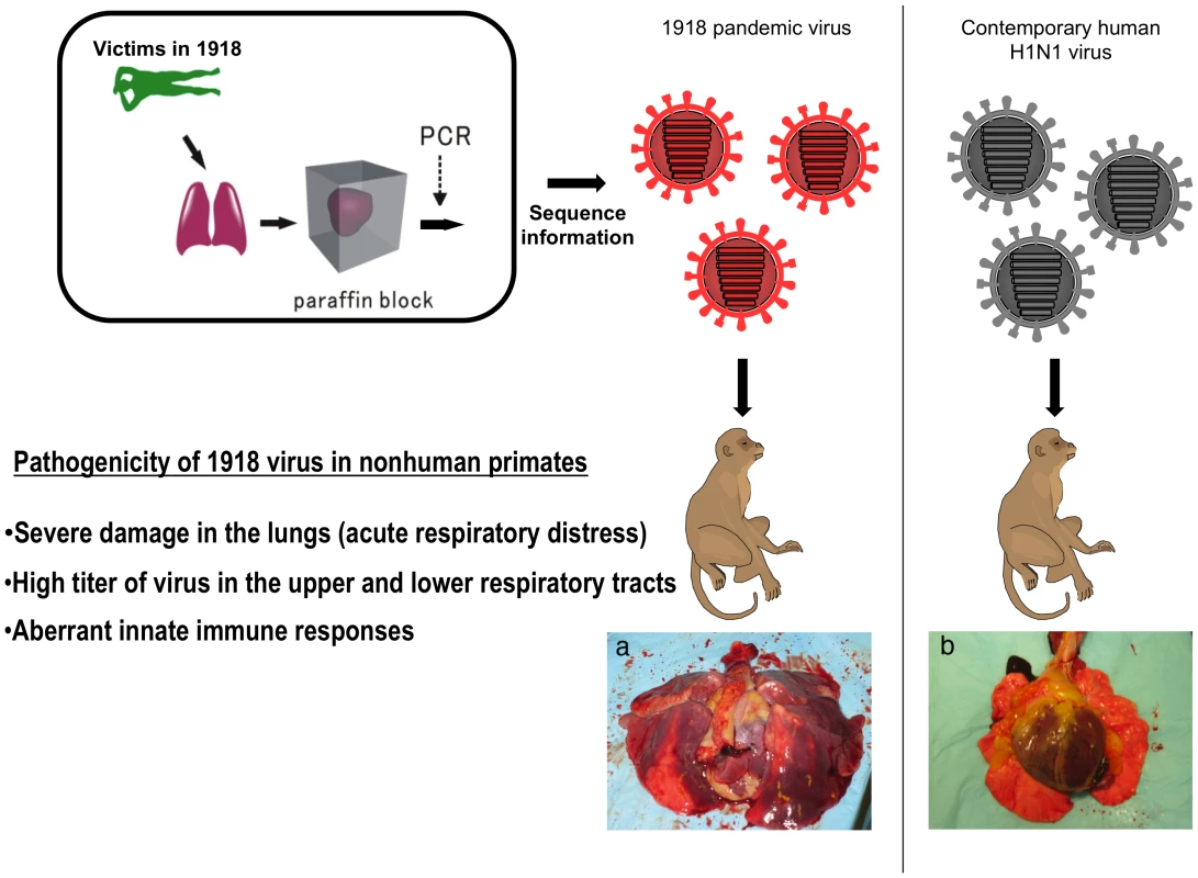 Pathogenicity of the 1918 pandemic influenza virus in non-human primates.