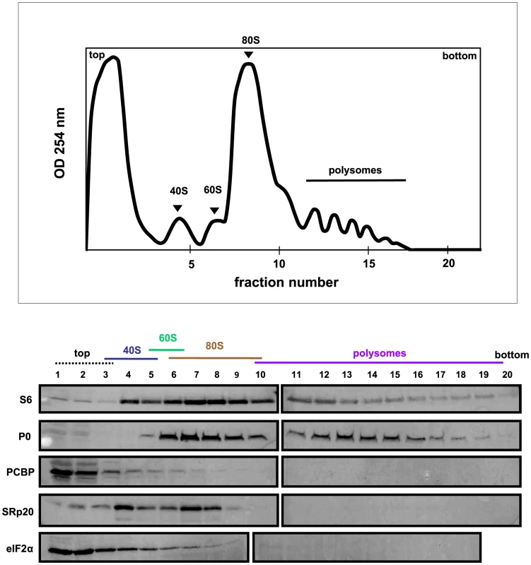 SRp20 and PCBP2 co-sedimentation with 40S ribosomal subunits in poliovirus-infected cells (2 hr post-infection).