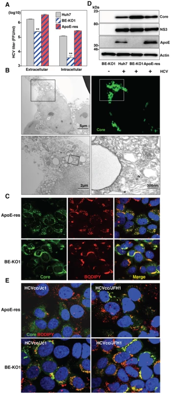 Accumulation of core proteins around lipid droplets in BE-KO1 cells.