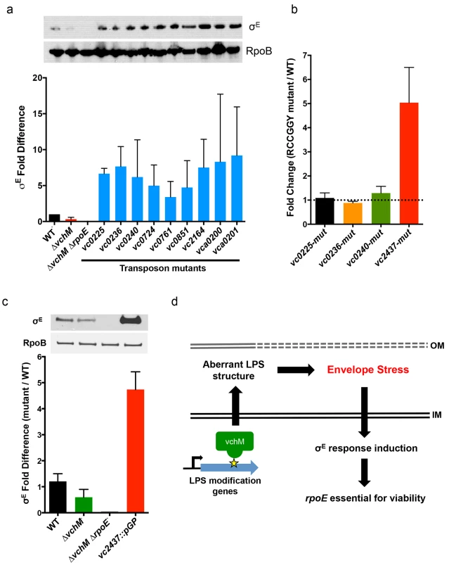 Other cell envelope-related loci and VchM control of LPS modification contribute to basal levels of σ<sup>E</sup>.