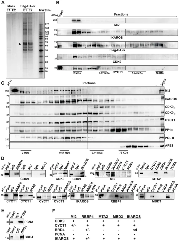 IKAROS interacts with the newly characterized NuRD-P-TEFb complex.