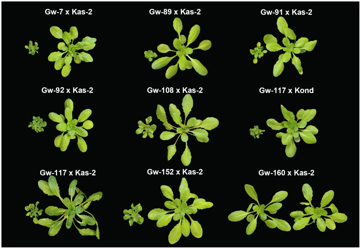 Incompatible phenotypes derived from the cross of Gw<sup>+</sup>/Kas-2 and Gw<sup>+</sup>/Kond accessions.