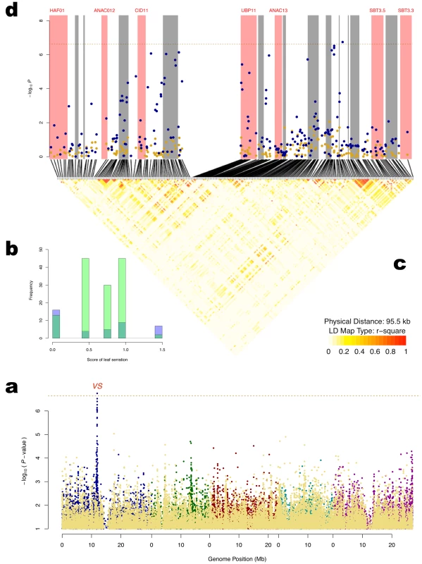 Detection of a variance-controlling locus (<i>Variance in Serration - VS</i>) affecting <i>Leaf serration at 16°C</i>.