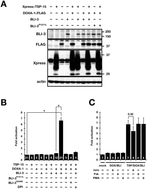 Both TSP-15 and DOXA-1 are required for H<sub>2</sub>O<sub>2</sub> production by BLI-3 in mammalian cells.