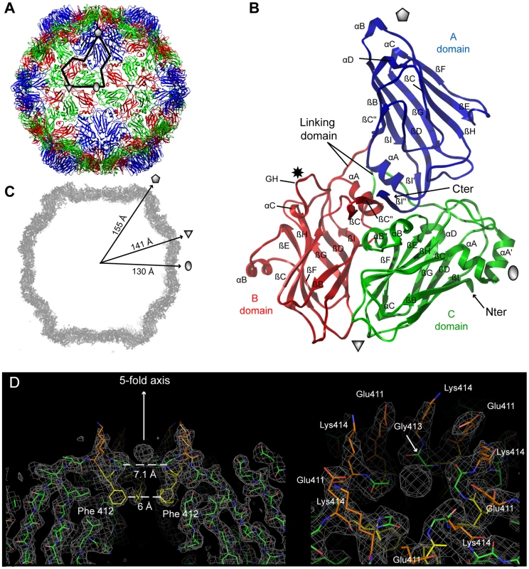 Crystal structures of GFLV-F13 and GFLV-TD.