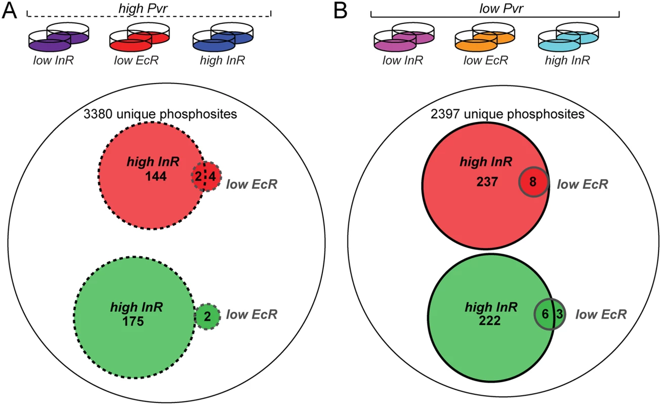 Phosphoproteome survey of Kc cells under <i>Pvr</i> rescue conditions.