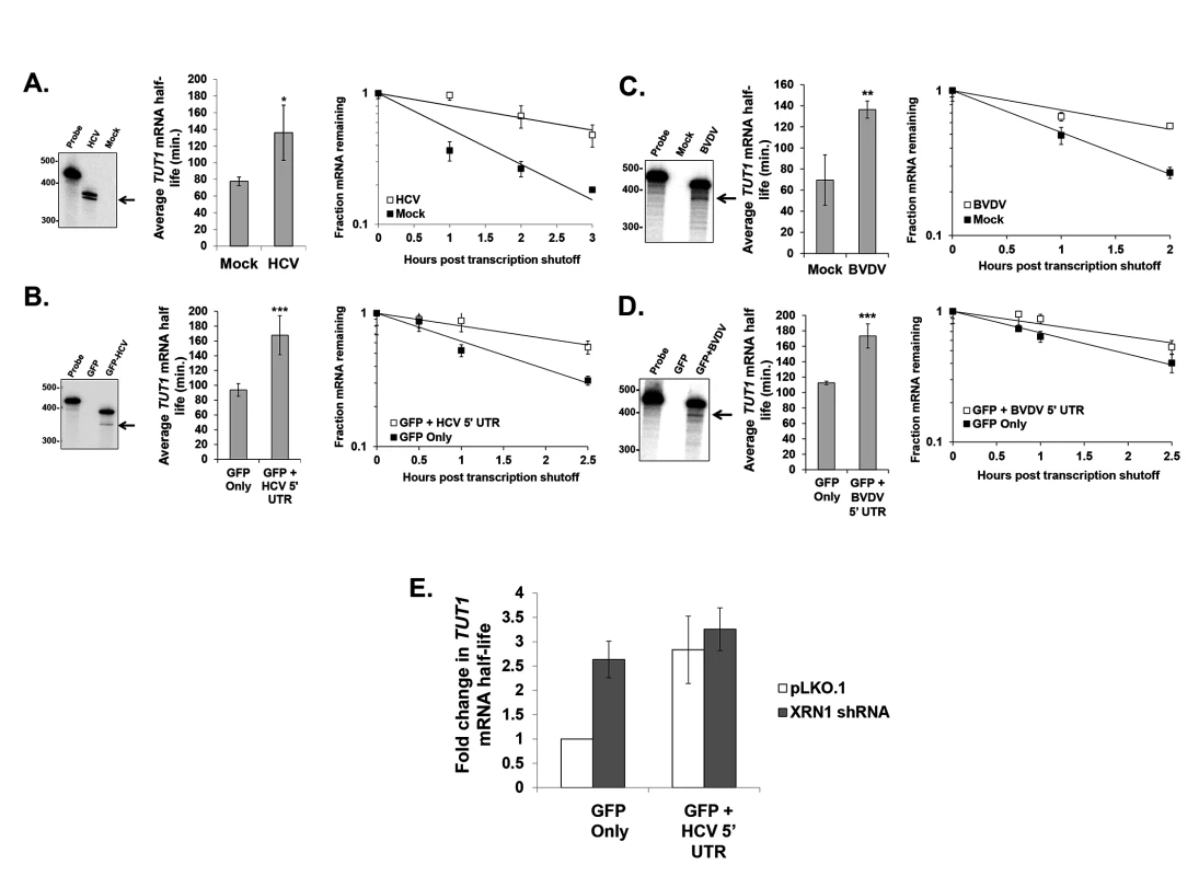 Cellular mRNA stability is similarly altered during HCV or BVDV infection or expression of reporter mRNAs containing the viral 5’ UTRs.
