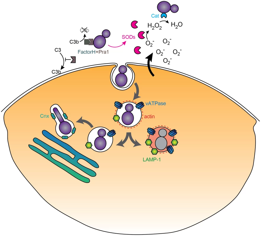 Immunomodulatory activities of <i>C. albicans</i>.