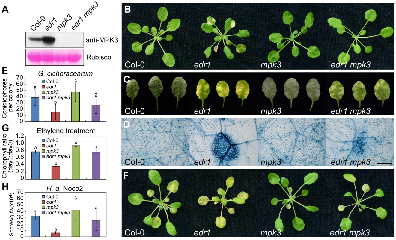 The <i>mpk3-1</i> mutation suppressed the <i>edr1</i> phenotype.