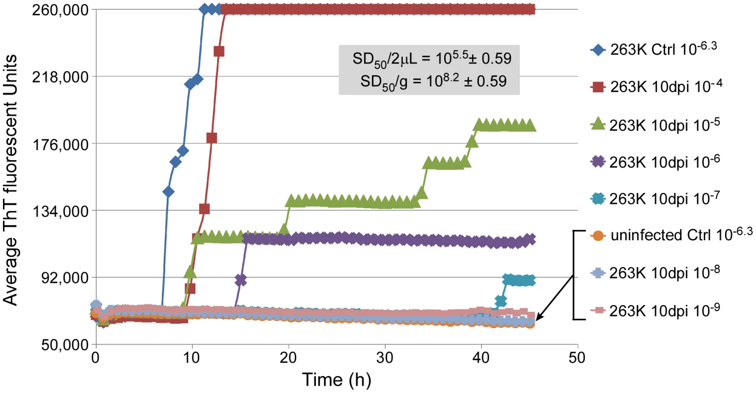 RT-QuIC end-point dilution analysis of three 263K-inoculated preclinical 10 dpi hamster BHs.