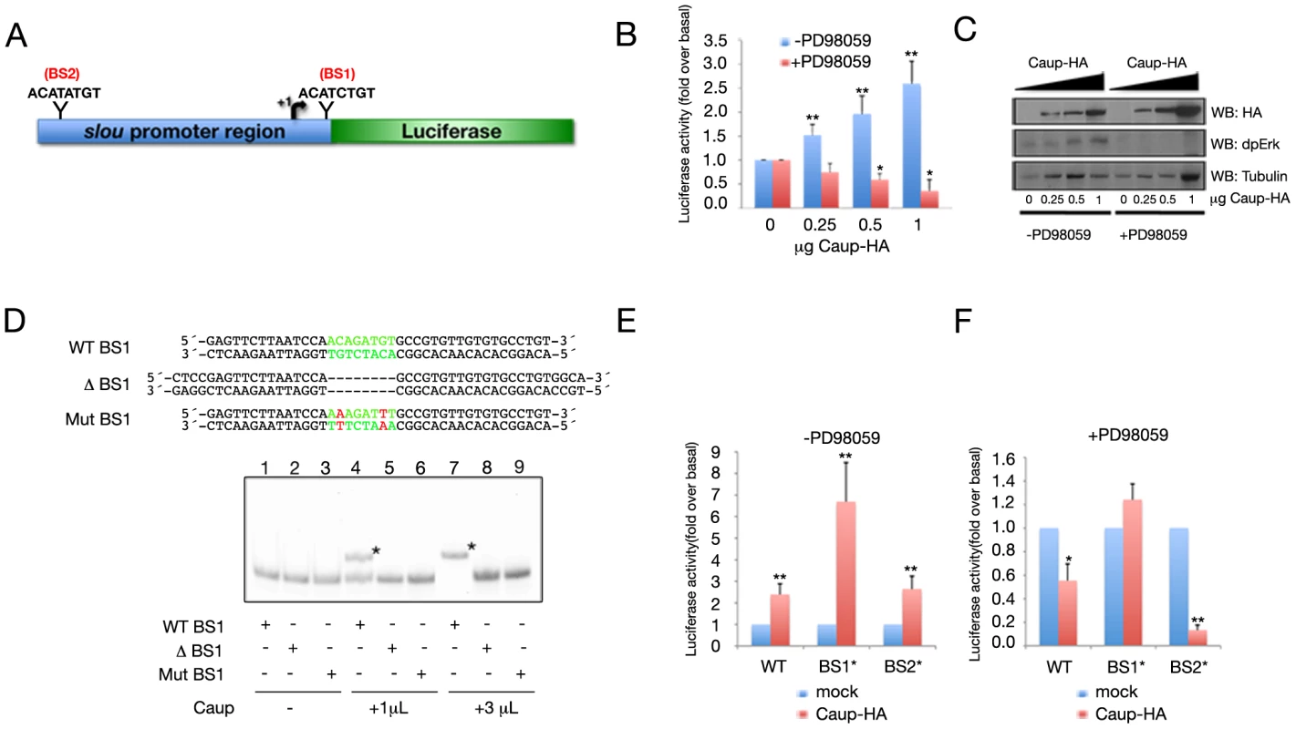 Direct interaction of Caup with <i>slou</i> regulatory region and its modulation by the Ras/MAPK pathway.