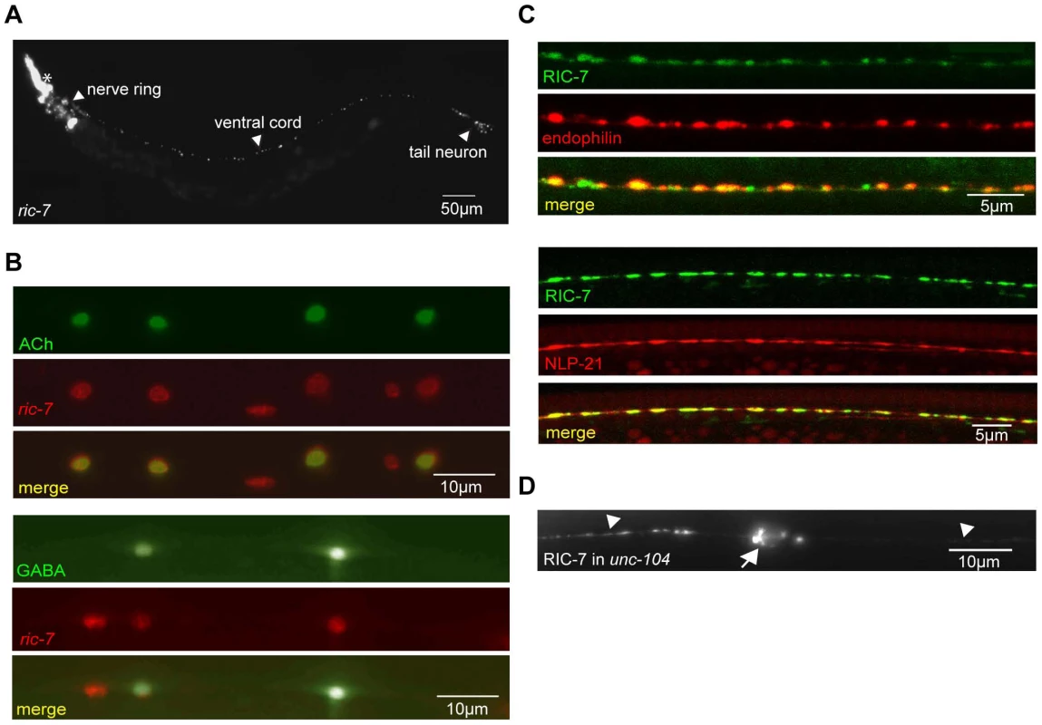 Expression pattern of RIC-7.