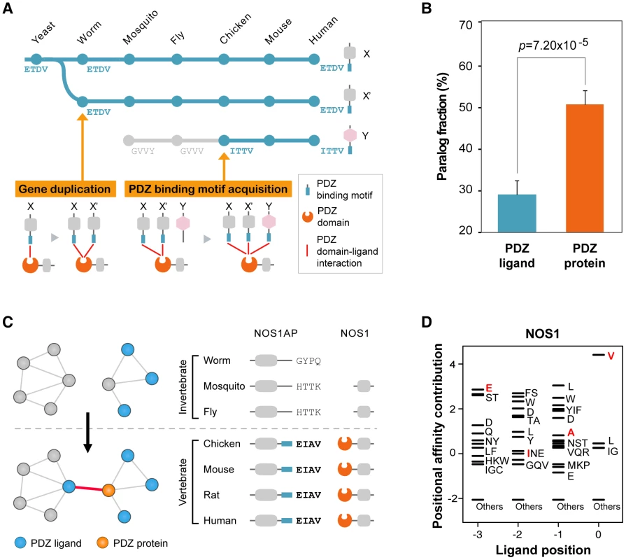 Growth of PDZNet by the acquisition of binding motifs.