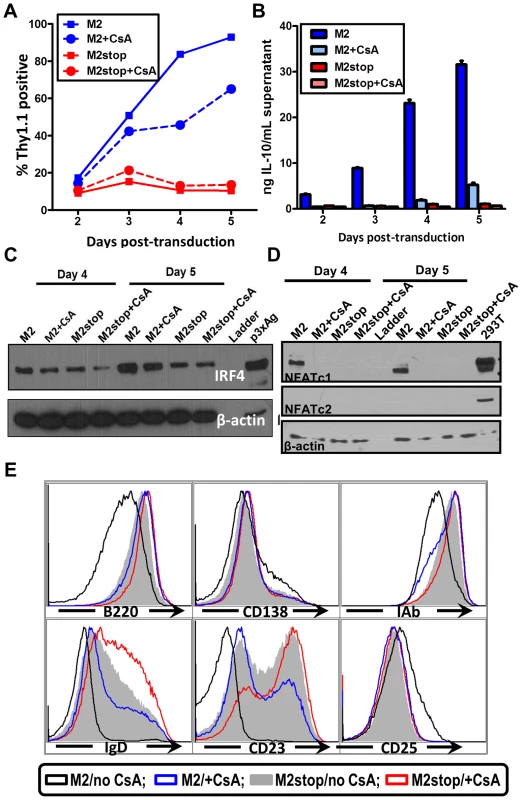 Inhibition of NFAT pathway in primary murine B cells leads to reduced IRF4 expression and IL-10 levels correlating with changes in B cell surface phenotype.
