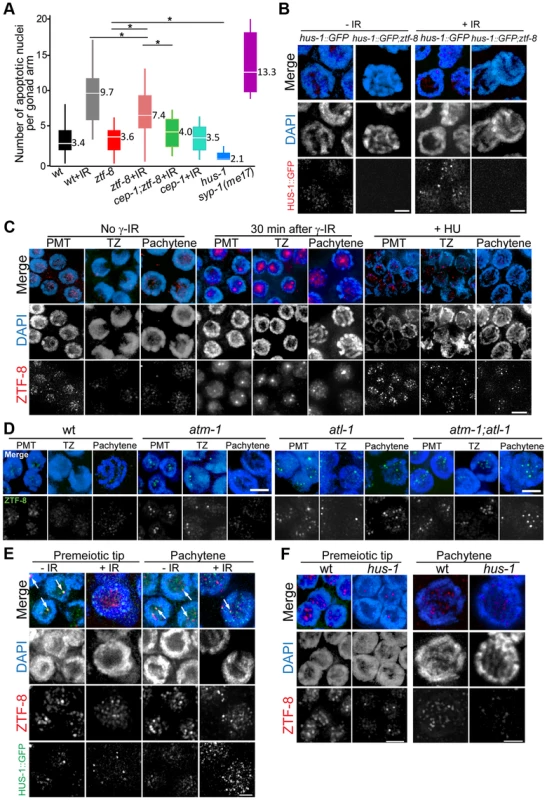 ZTF-8 is required for the 9-1-1 mediated meiotic DNA damage response and ZTF-8 localization requires both ATL-1 and ATM-1.