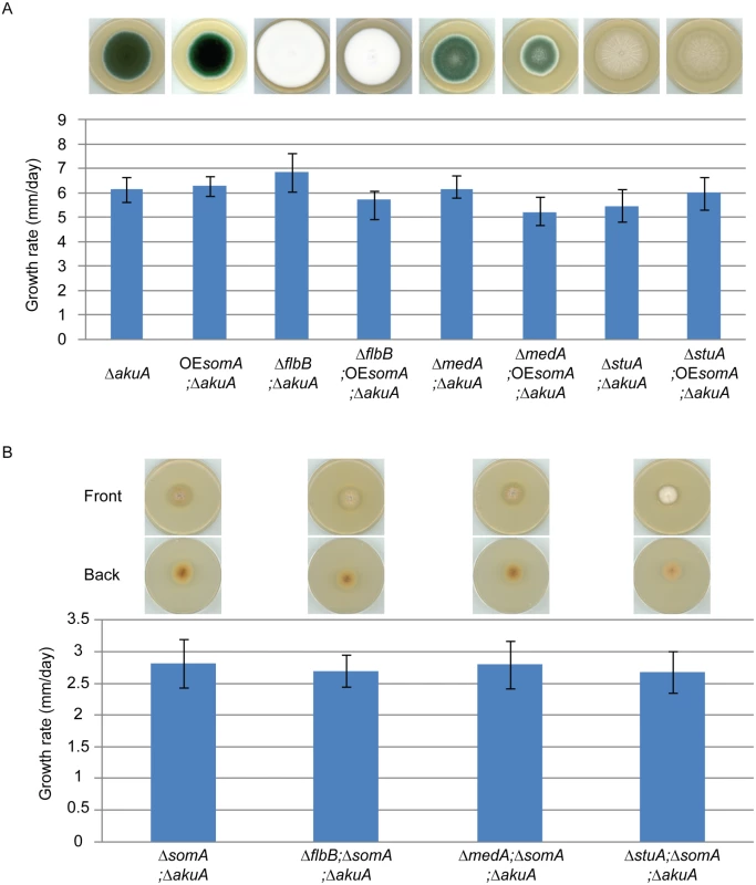 SomA acts upstream of <i>flbB</i>, <i>medA</i> and <i>stuA</i> genes.
