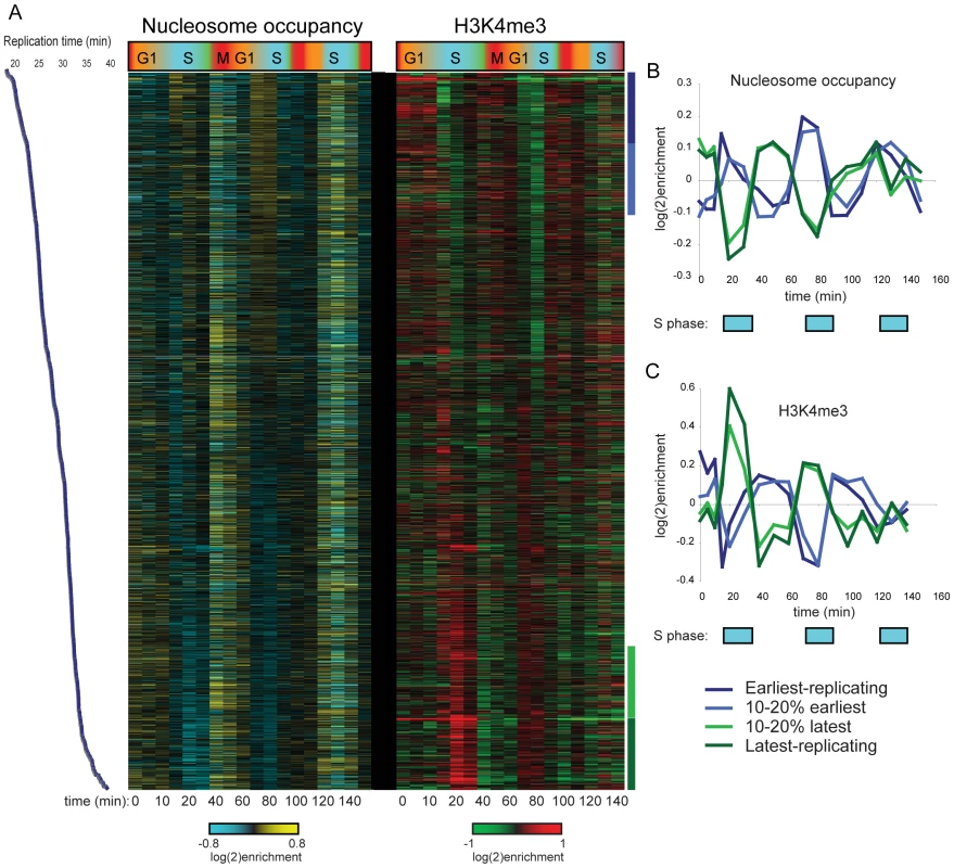 Cell cycle variation in H3K4me3 patterns.