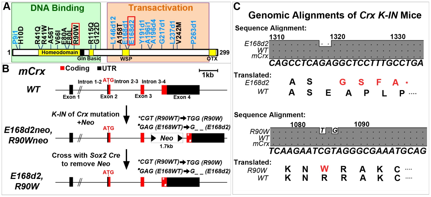 Generation of mechanistically distinct <i>Knock</i>-<i>IN</i> (<i>K-IN</i>) mouse lines for <i>CRX</i>-associated disease: <i>E168d2</i>, <i>E168d2neo</i>, <i>R90W</i> and <i>R90Wneo</i>.