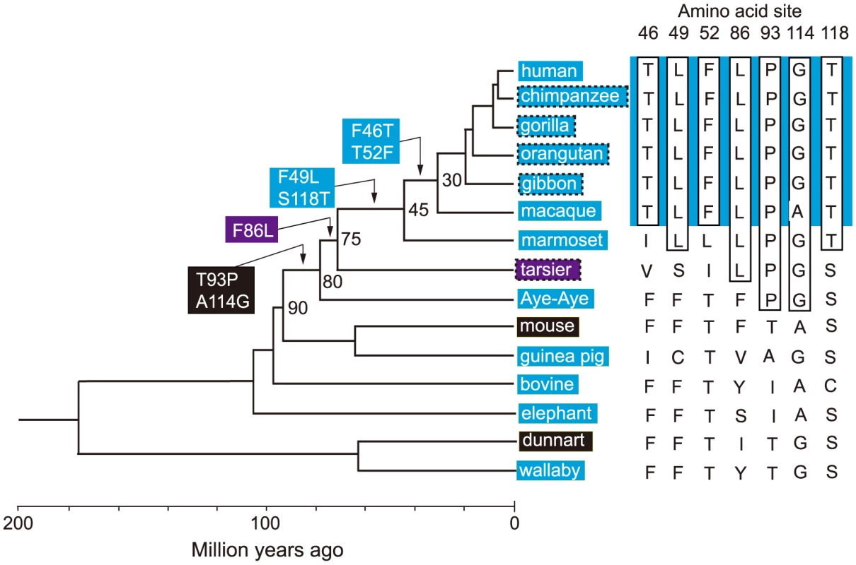 Patterns of amino acid replacements in human S1.