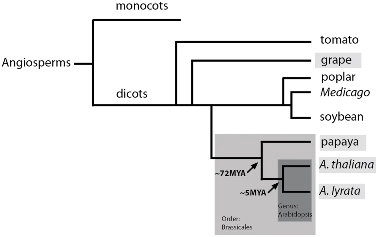 Cladogram of the key species used in this study: Arabidopsis, papaya, and grape.