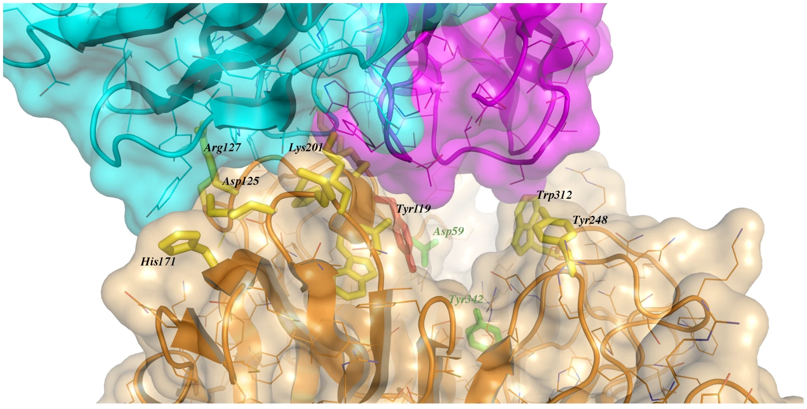 Close-up of the TS/antibody interface.