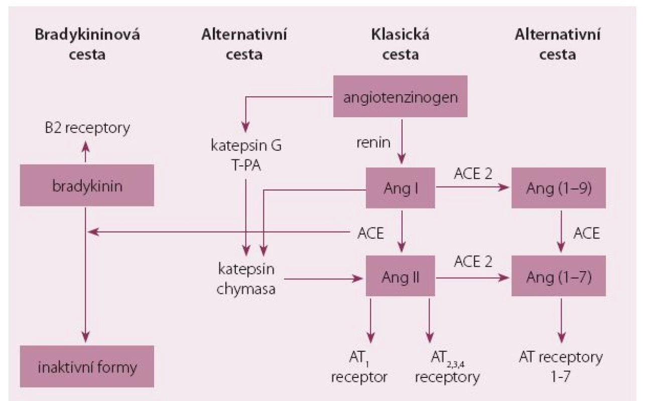 Schéma RAAS systému – klasická, alternativní cesta a bradykininový systém.