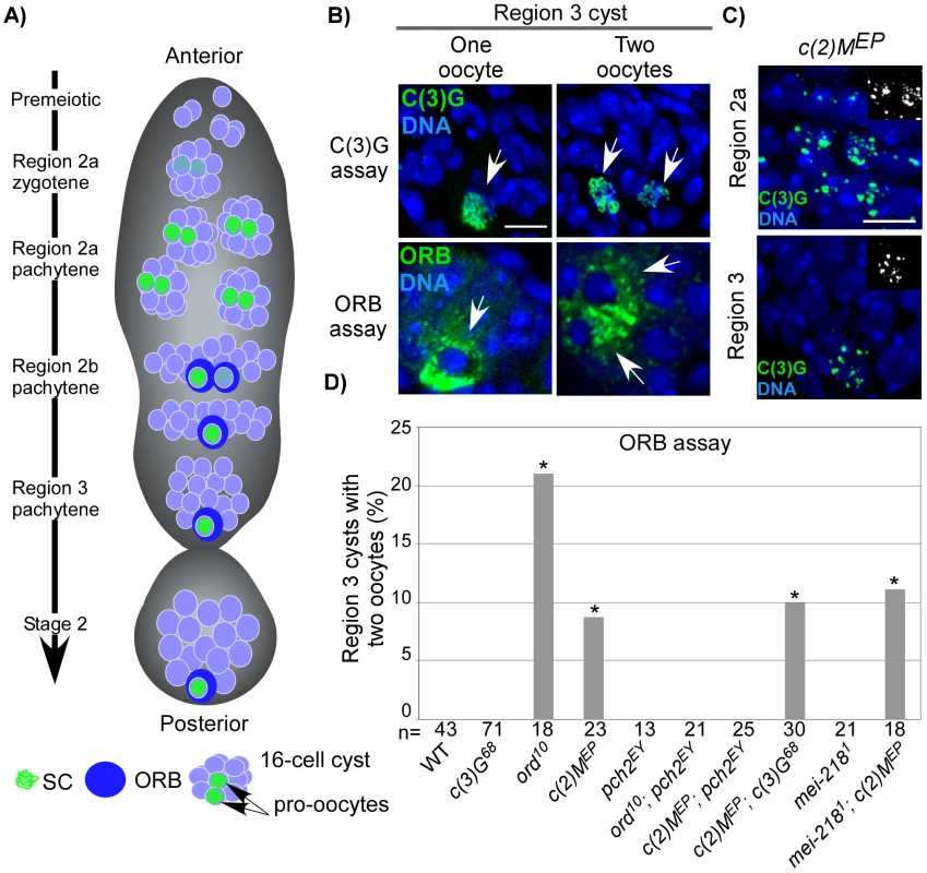 Pachytene delays in axis-defective mutants.